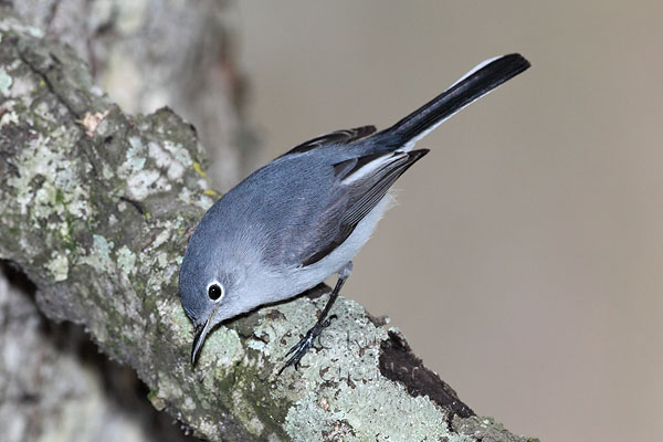 Blue-gray Gnatcatcher © Russ Chantler